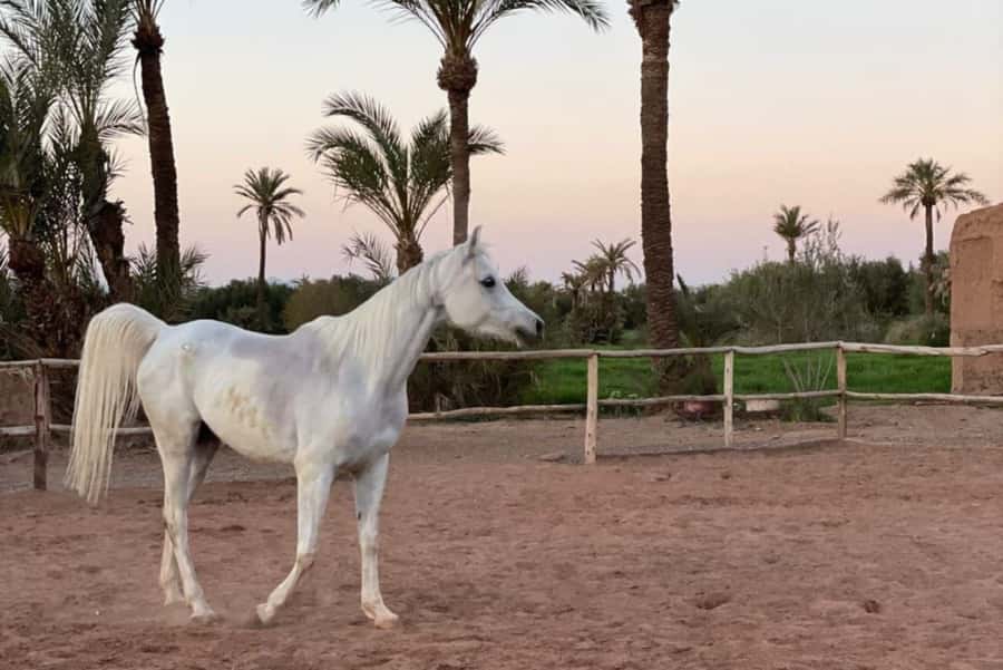 Marrakech: Desert and Palmeraie Horse Riding Tour & Transfer - Choosing a horse and meeting your guide