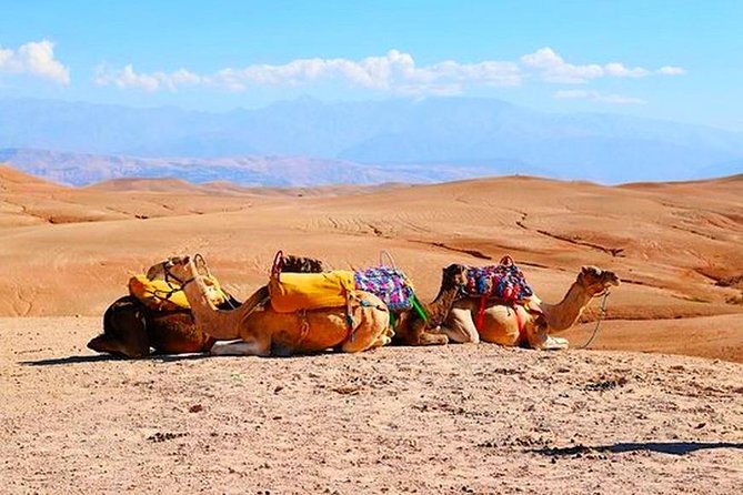 Marrakech Desert Quad and Camel ride, Lunch, and Poolside - Quad biking across Agafay