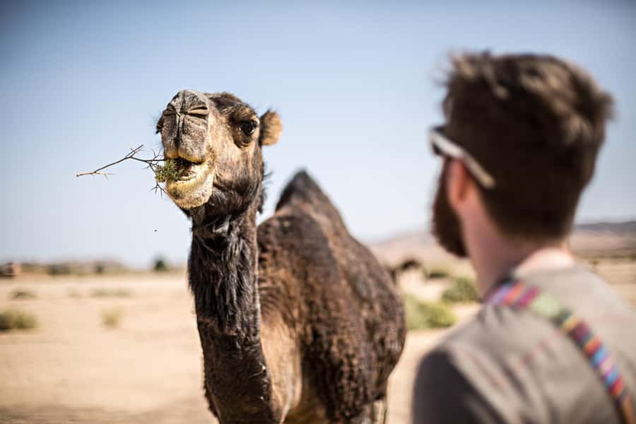 Marrakech: Dinner in Agafay Desert, Fire show & Camel Ride - Sunset among the Atlas Mountain views