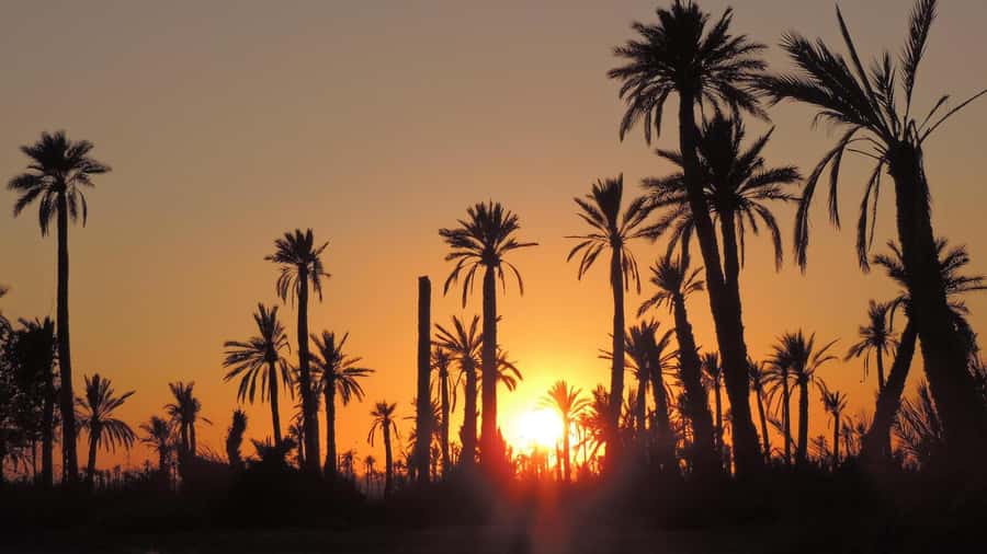 Marrakech: Dunes of the Palmeraie Quad Bike Ride with Tea - Two hours through palms, dirt tracks, and rural villages