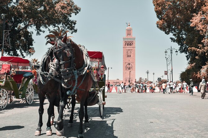 Marrakech Excursion Mini Group Camel Ride from Casablanca - Camel riding through the Palmeraie