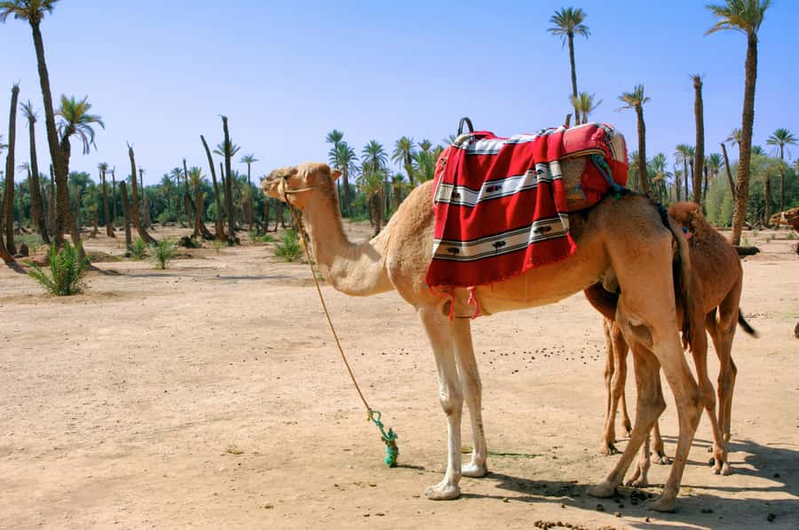 Marrakech: Half-Day Camel Ride in Palm Grove - Is $17 good value?