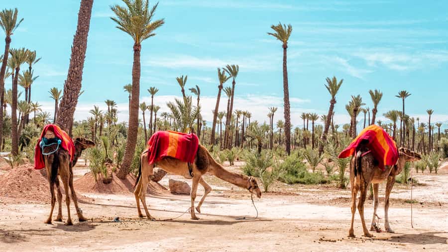 Marrakech: Half-Day Desert Quad Tour with Camel Ride - Getting dressed for the dromedary ride