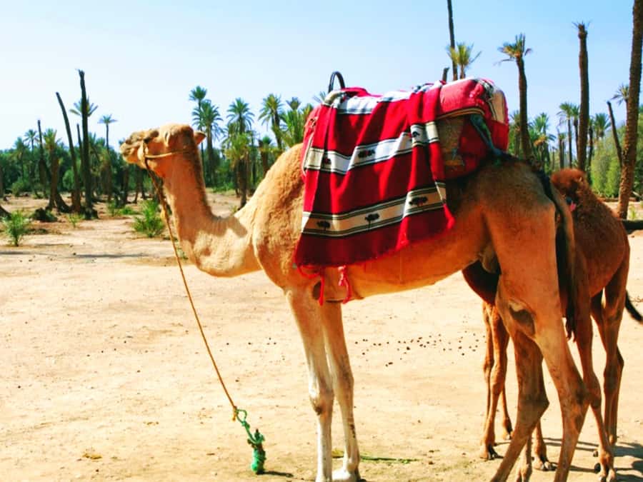 Marrakech: Half-day Dunes Trip With Buggy and Camel Ride - Is $87 a fair price?