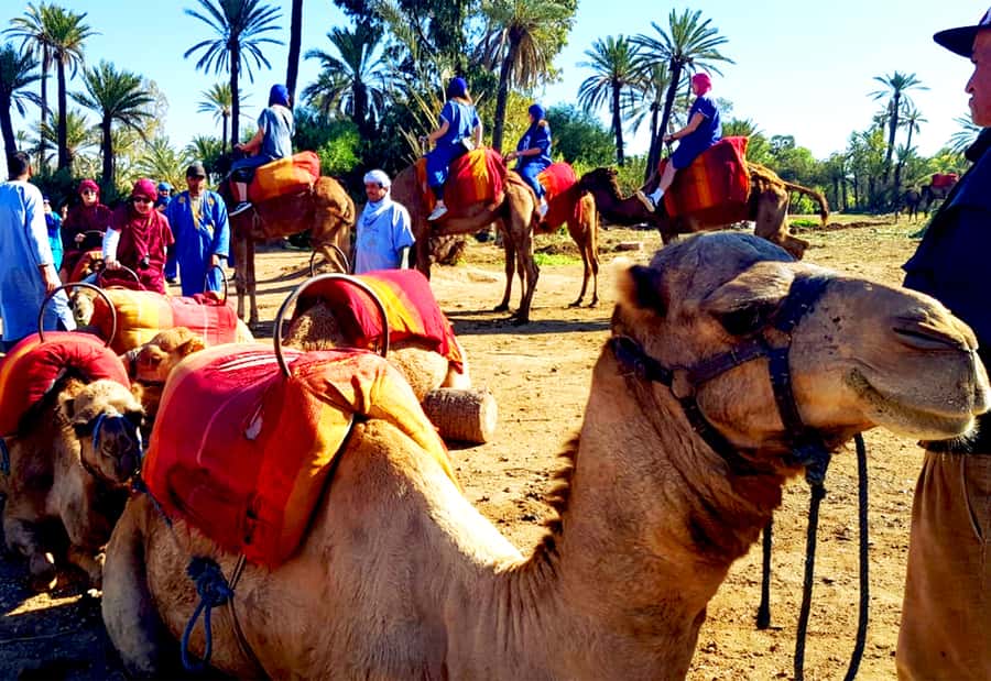 Marrakech: Half-Day Tour with Buggy Ride, Camel Ride and Spa - The Medina spa: hammam, eucalyptus scrub, and massage