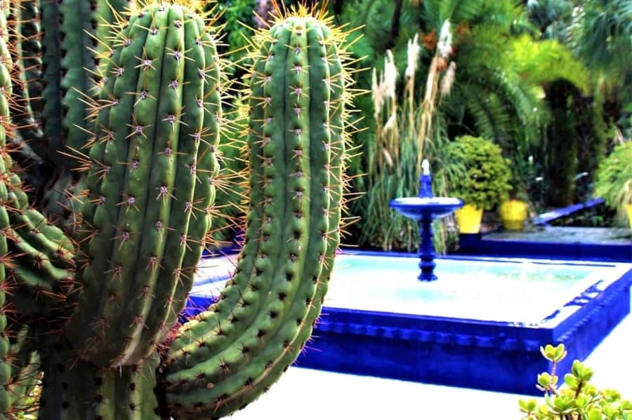 Marrakech: Majorelle Garden, Museums Tickets, & Audio Guide - Why the Majorelle Garden is worth your time
