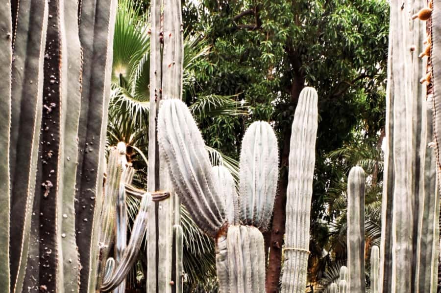Marrakech: Majorelle Garden, YSL, and Berber Museum Entry - Key points to know before you go