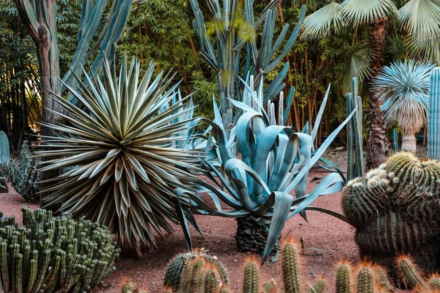 Marrakech: Majorelle Garden, YSL, and Berber Museum Entry - Taking your time with the garden’s design