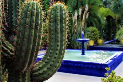 Majorelle Garden, YSL, and Berber Museum Entry