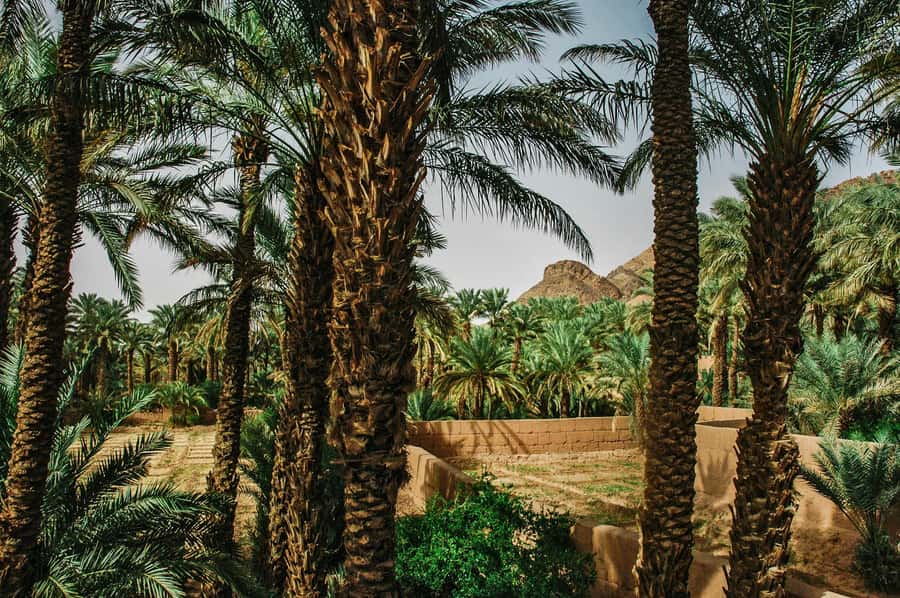 Marrakech/Ouarzazate: 2-Day Desert with Camel, 4x4 & Meals - The long road from Marrakech or Ouarzazate
