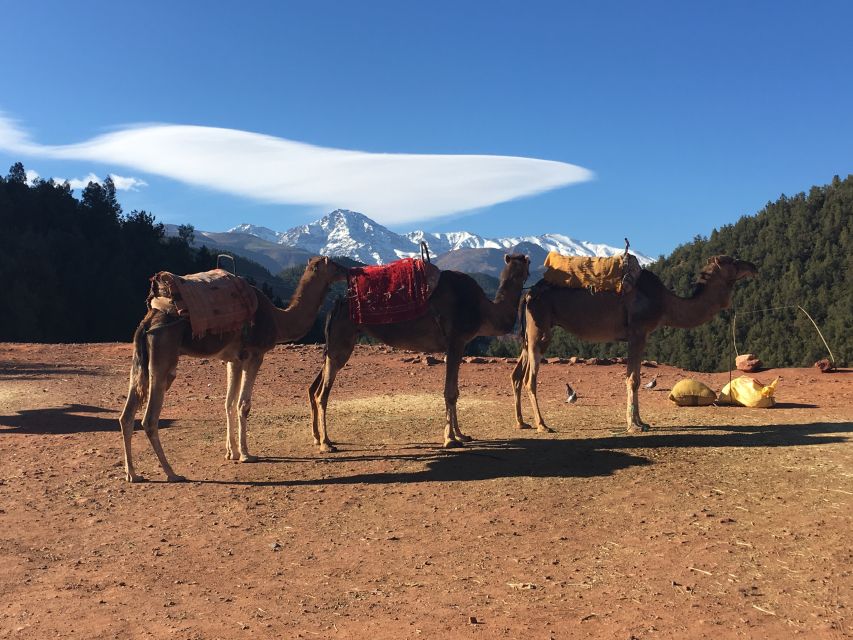 Marrakech: Ourika Valley & Atlas Mountains Half-Day Trip - A gentle 30-minute walk in the mountains