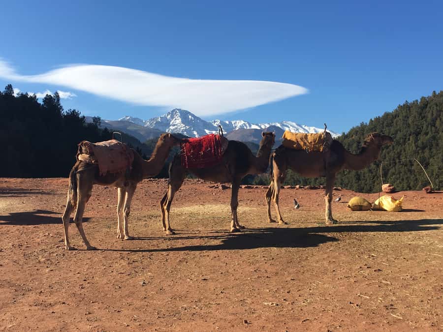 Marrakech: Ourika Valley & Atlas Mountains Half-Day Trip - Who should book this Ourika Valley outing?