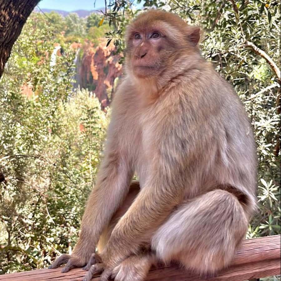 Marrakech: ourika valley lunch & guided hike to waterfalls - What to bring and how to prepare