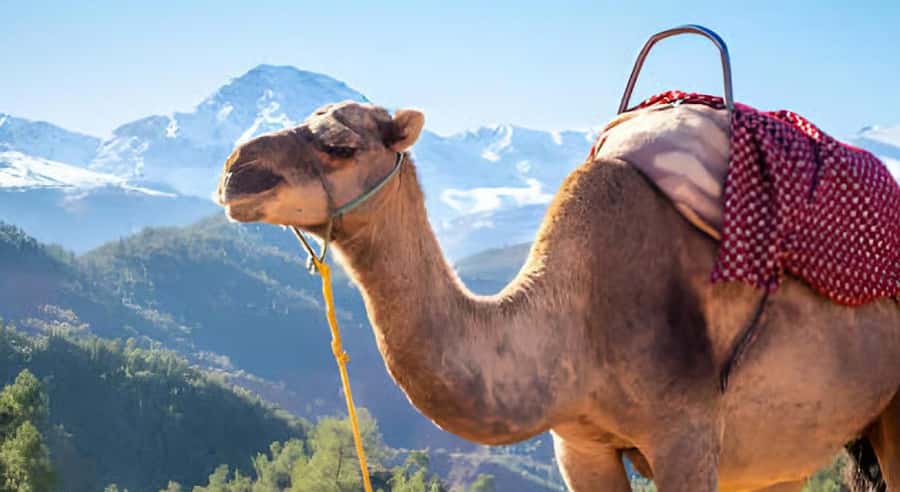 Marrakech: Ourika Valley Waterfalls Hike & Traditional Lunch - The two-hour walk to the Ourika waterfalls