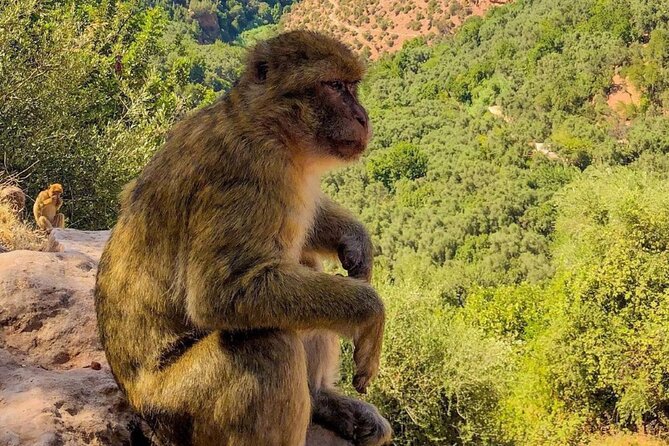 Marrakech : Ouzoud Waterfalls, Guided MountainTour & Boat Ride - Who will get the most from this day trip?