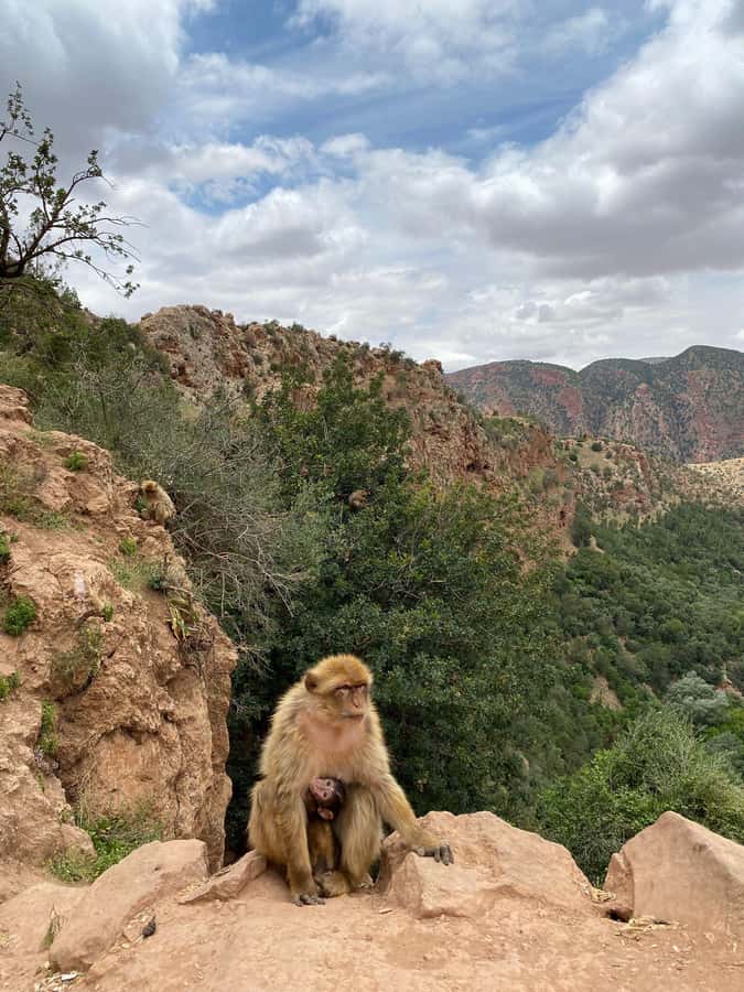 Marrakech : Ouzoud Waterfalls & Guided Tour & Boat Ride - Reaching the river and choosing the boat ride