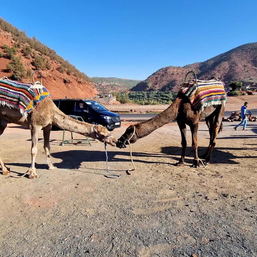 Marrakech: Ouzoud Waterfalls Trip, Guide & Boat + Lunch - A late Berber lunch beside the water
