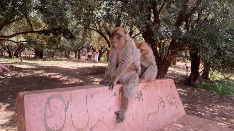 Marrakech: Ouzoud Waterfalls Trip, Guided Hike & Boat Option - Seeing the 110-meter Ouzoud Falls