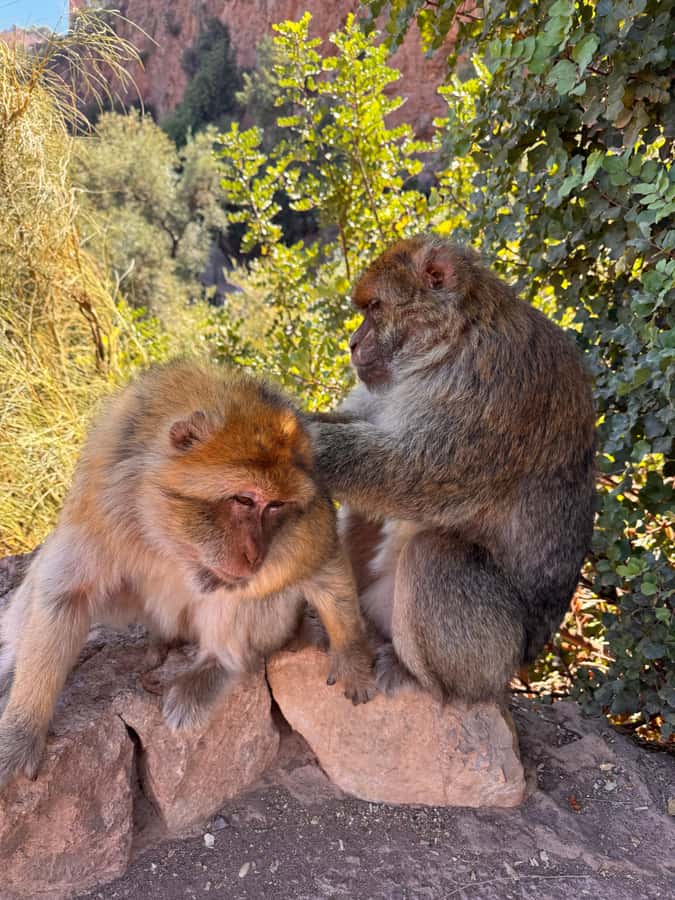 Marrakech: Ouzoud Waterfalls Trip, Guided Hike & Boat Option - Lunch with the falls in view