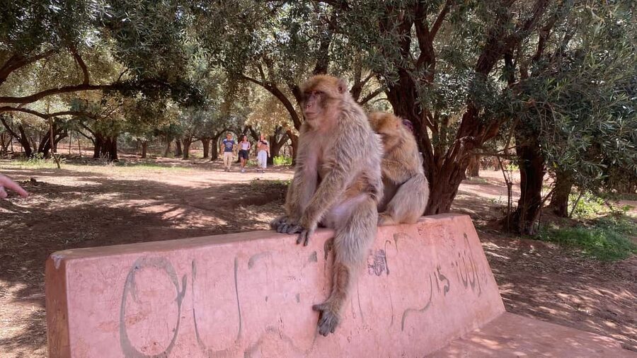 Marrakech: Ouzoud Waterfalls Trip, Guided Hike & Boat Option - The trip back to Marrakech