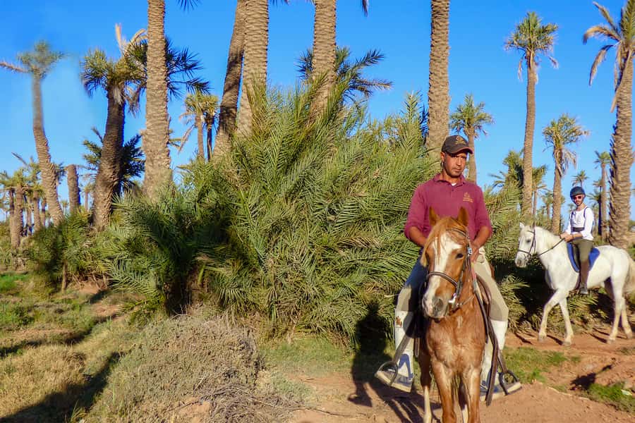 Marrakech: Palm Grove Horseback Riding Tour - Key points to know before you book