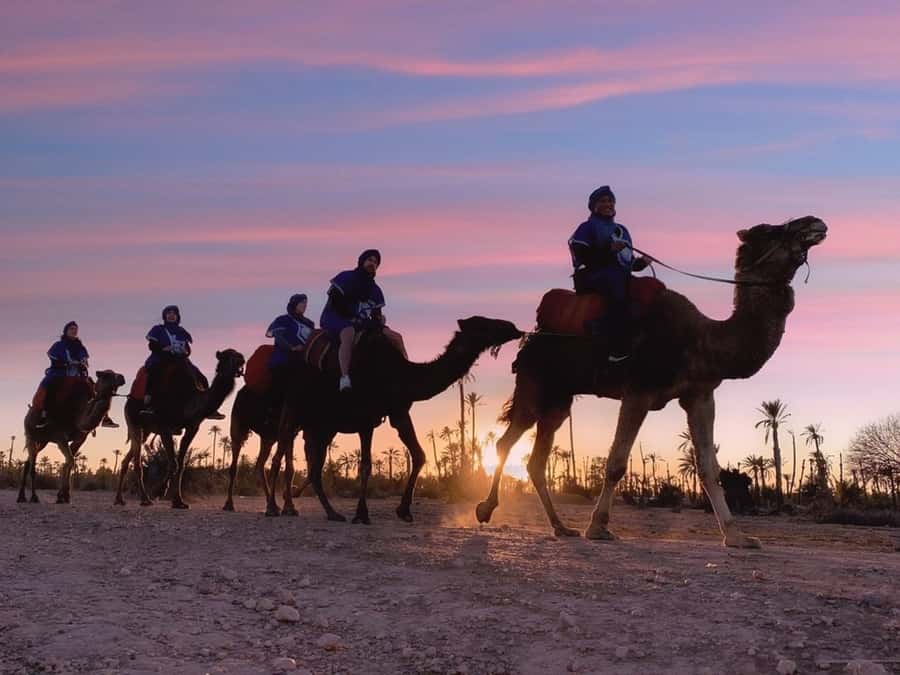 Marrakech palm grove: Sunset camel ride - Key points to know before booking