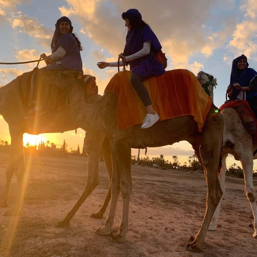 Marrakech palm grove: Sunset camel ride - Practical tips for a smoother ride