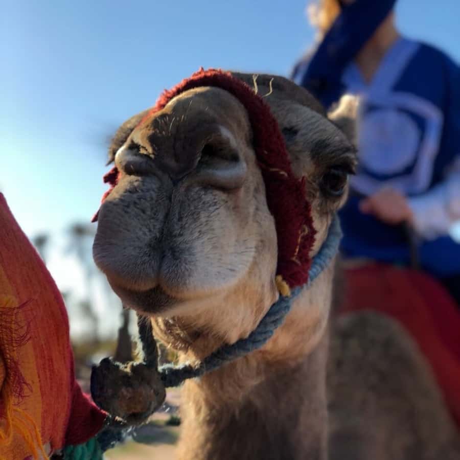 Marrakech palm grove: Sunset camel ride - Leaving Marrakech for the Palmeraie