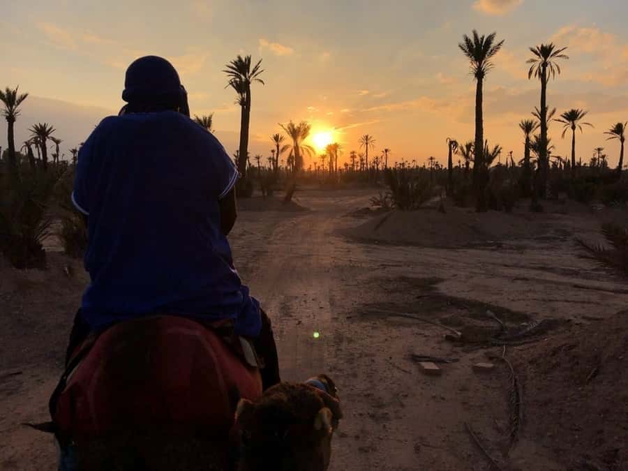 Marrakech palm grove: Sunset camel ride - Thirty minutes beneath the palm trees