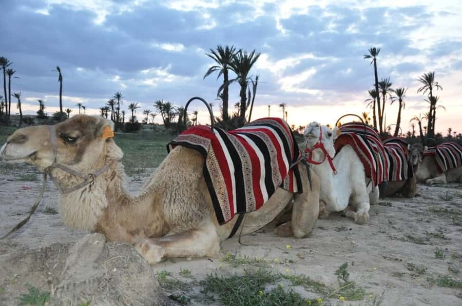 Marrakech palm grove: Sunset camel ride - Tea, bread, and a Berber family welcome