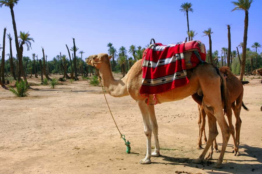 Marrakech Palmeraie 3-Hour Camel Ride - Key points before you book