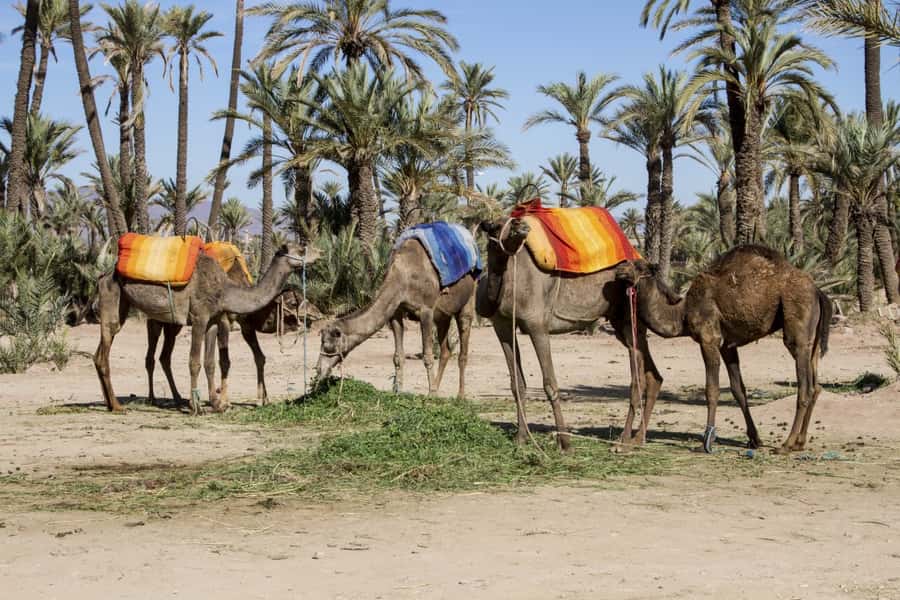 Marrakech Palmeraie 3-Hour Camel Ride - Leaving Marrakech for the Palmeraie