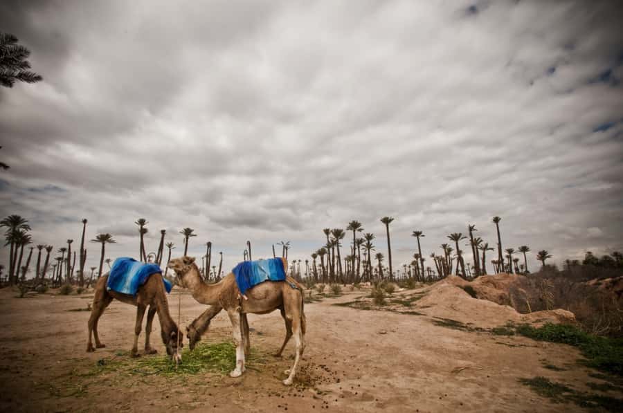 Marrakech Palmeraie 3-Hour Camel Ride - Mounting the camel and settling into the rhythm