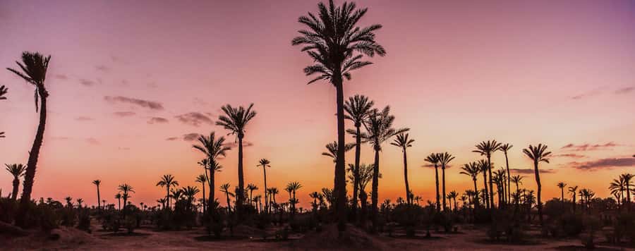 Marrakech Palmeraie: Camel Ride at Sunset - Key points before you book