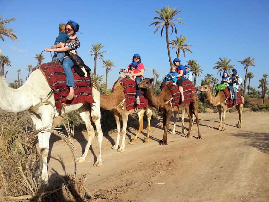 Marrakech Palmeraie: Camel Ride at Sunset - Meeting calm camels and getting settled