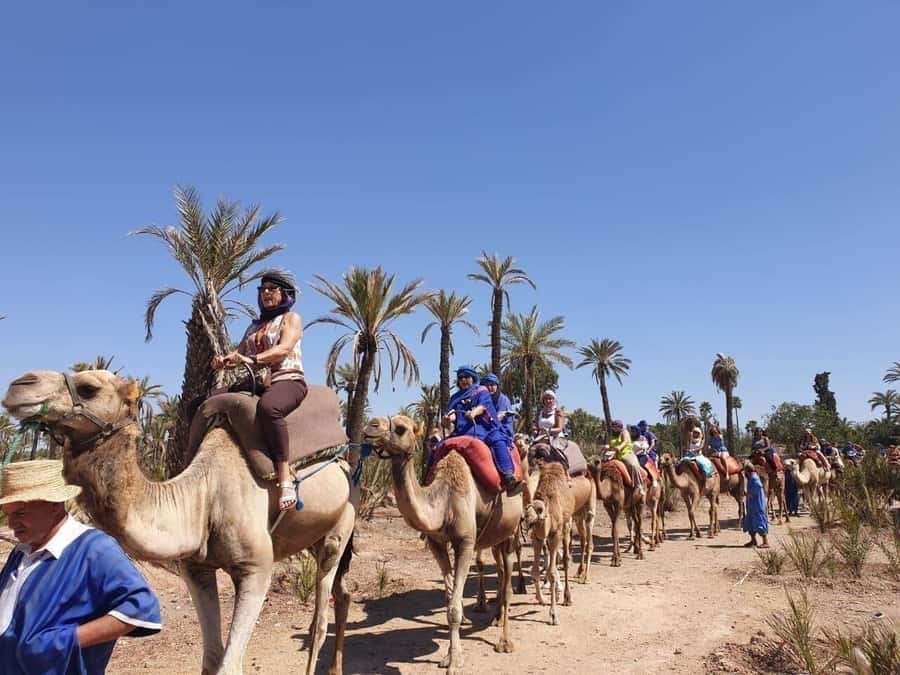 Marrakech Palmeraie: Camel Ride at Sunset - Riding through the Palmeraie for one hour