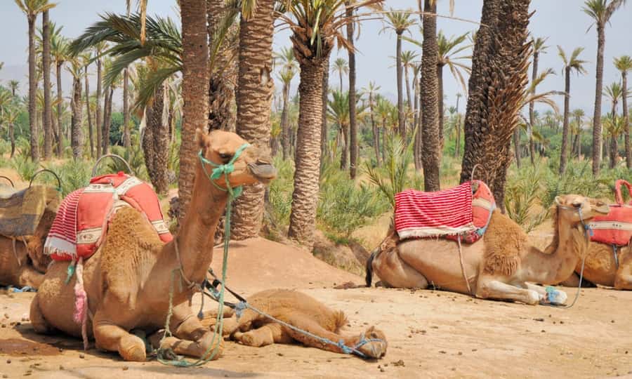 Marrakech Palmeraie: Camel Ride at Sunset - What $20 gets you