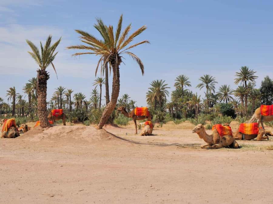 Marrakech Palmeraie: Camel Ride at Sunset - Dressing in Moroccan clothing before the ride