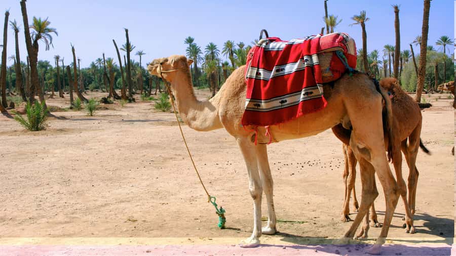 Marrakech Palmeraie: Camel Ride & Quad Bike Experience - How the two activities fit together