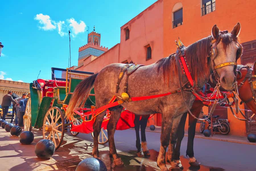 Marrakech: Private Half-Day City Highlights Tour - Key points at a glance
