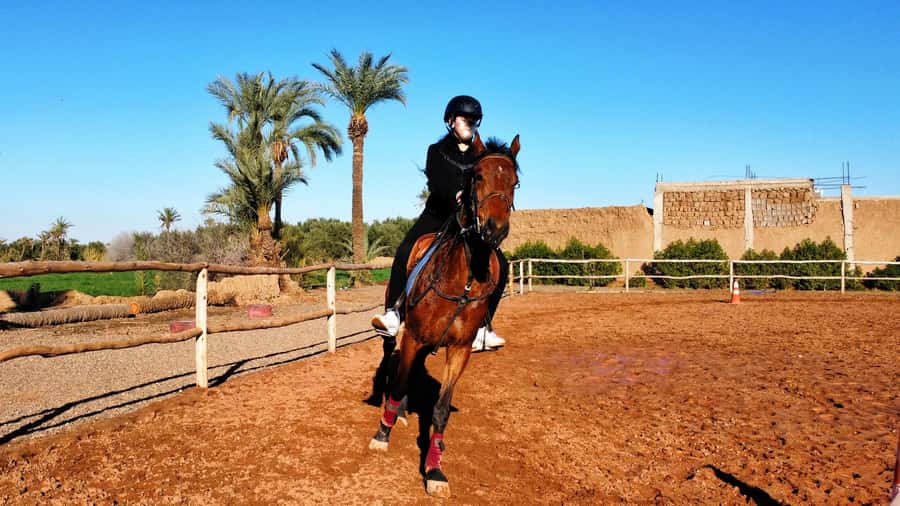 Marrakech: Private Horseback Tour in the Palm Grove with Tea - One hour through palms, olive trees, and local paths