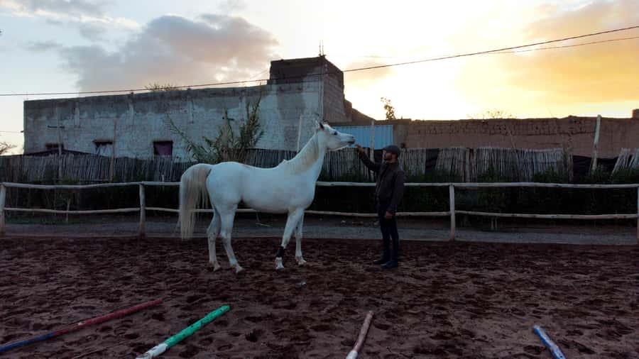 Marrakech: Private Horseback Tour in the Palm Grove with Tea - Horse welfare and the feel of the stable