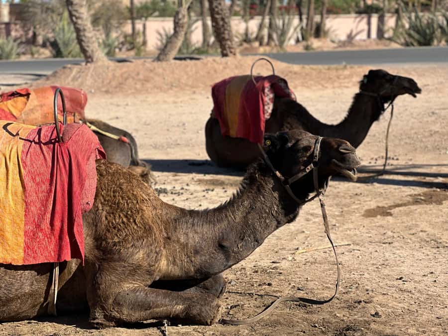 Marrakech: Quad Bike excursion at the sunset with Tea Break - Why sunset is the right time to ride