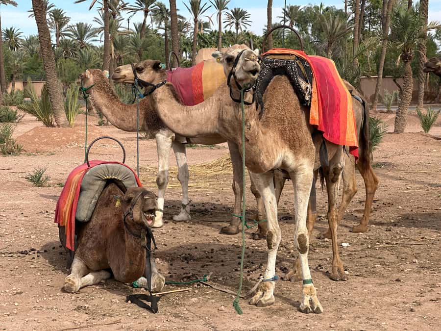 Marrakech: Quad Bike excursion at the sunset with Tea Break - Mint tea and Moroccan snacks at dusk