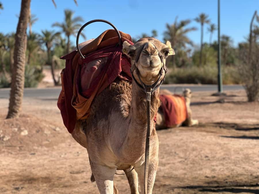 Marrakech: Quad Bike excursion at the sunset with Tea Break - Pickup from Marrakech and the transfer