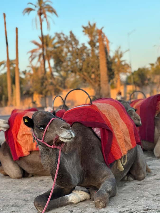 Marrakech:quad excursion at Jbilet desert with Moroccan tea - Safety, pace, and the road crossing