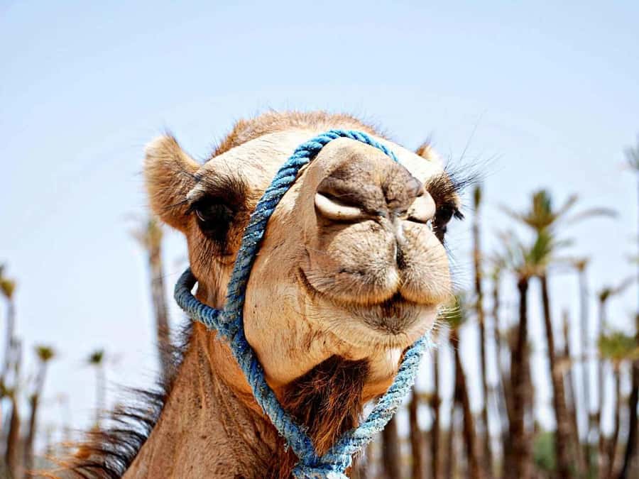 Marrakech: Sunset Camel Ride in Palmeraie - Meeting Your Camel in the Palmeraie