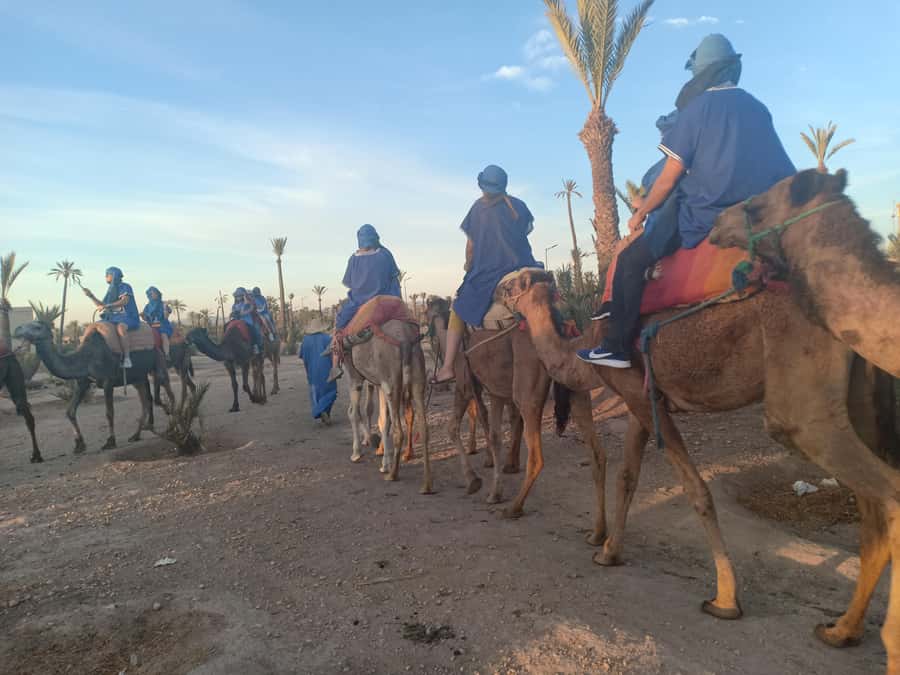 Marrakech: Sunset Camel Ride in the Palmeraie - One hour among the Marrakech palms