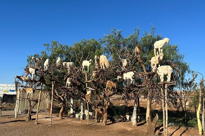 Marrakech to Essaouira / Small group day tour To Essaouira - Four hours to make your own Essaouira plan