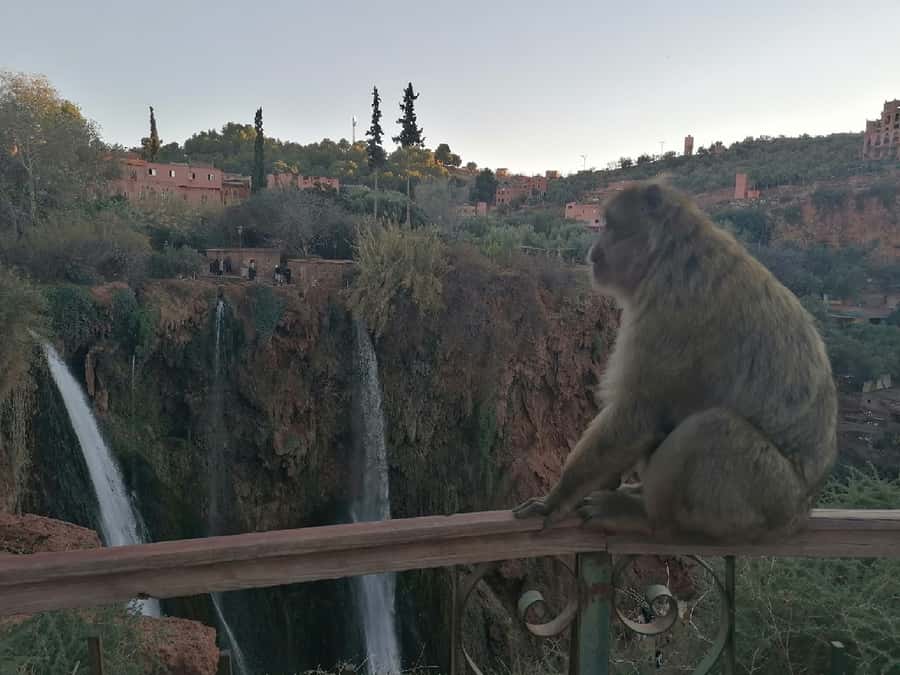 Marrakech to Ouzoud waterfalls day tour - Guide & boat ride - Lunch with a view, and why you should ask first